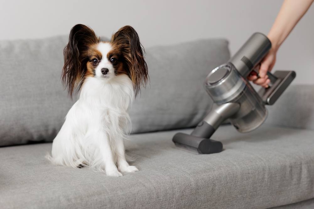 Why does pet-related mess seem worse during warmer months