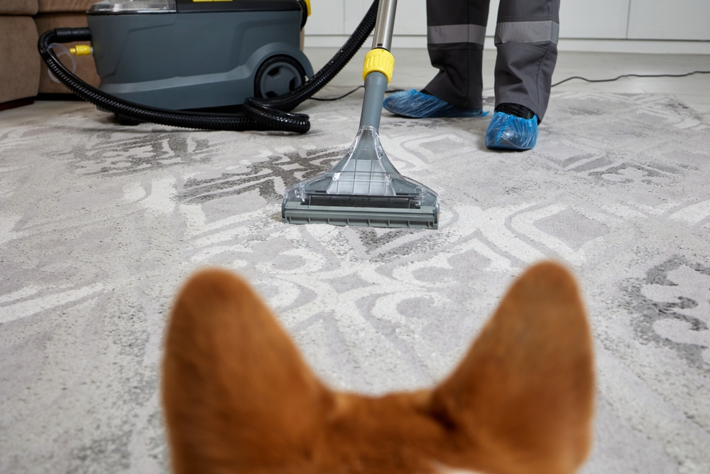 How do cleaners keep pets safe during a house cleaning appointment