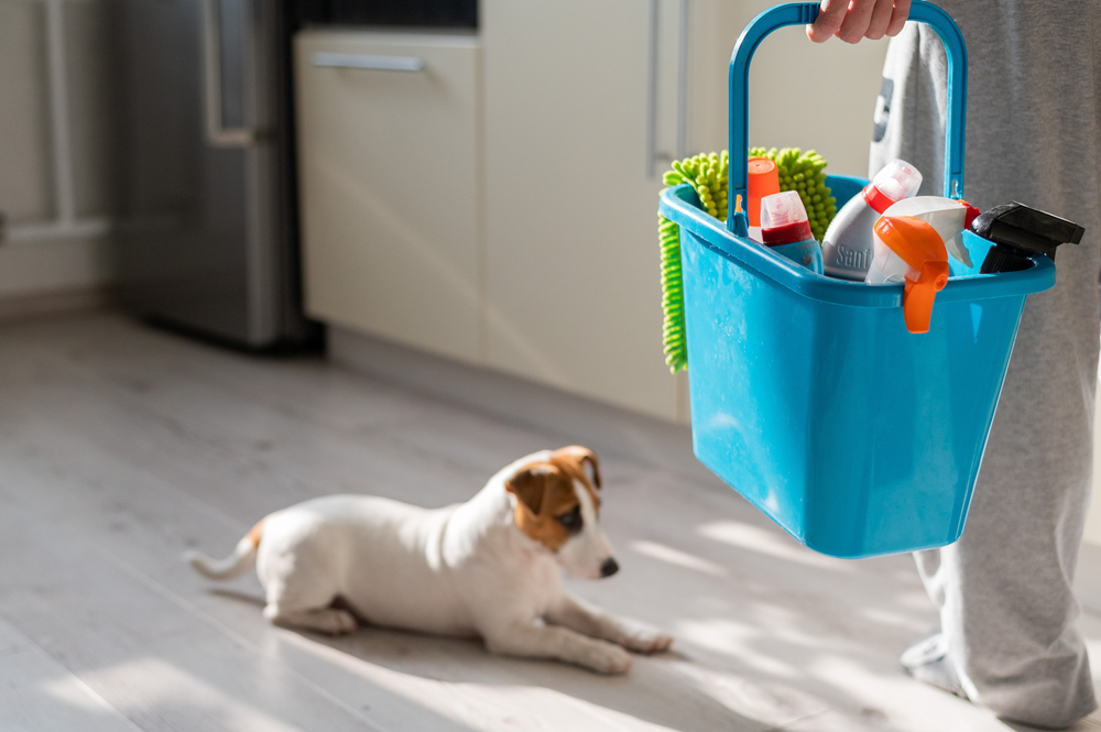 What do people do with their dogs when cleaners come